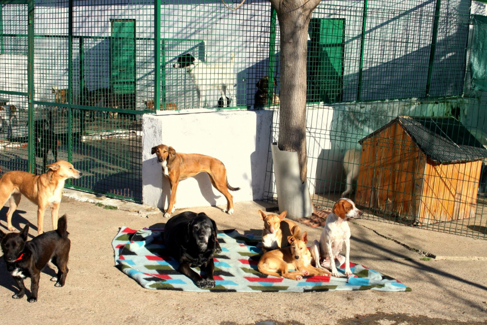 Stichting La Vida op herplaatst honden via Verhuisdieren